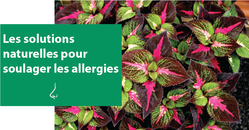 Les solutions naturelles pour soulager les allergies