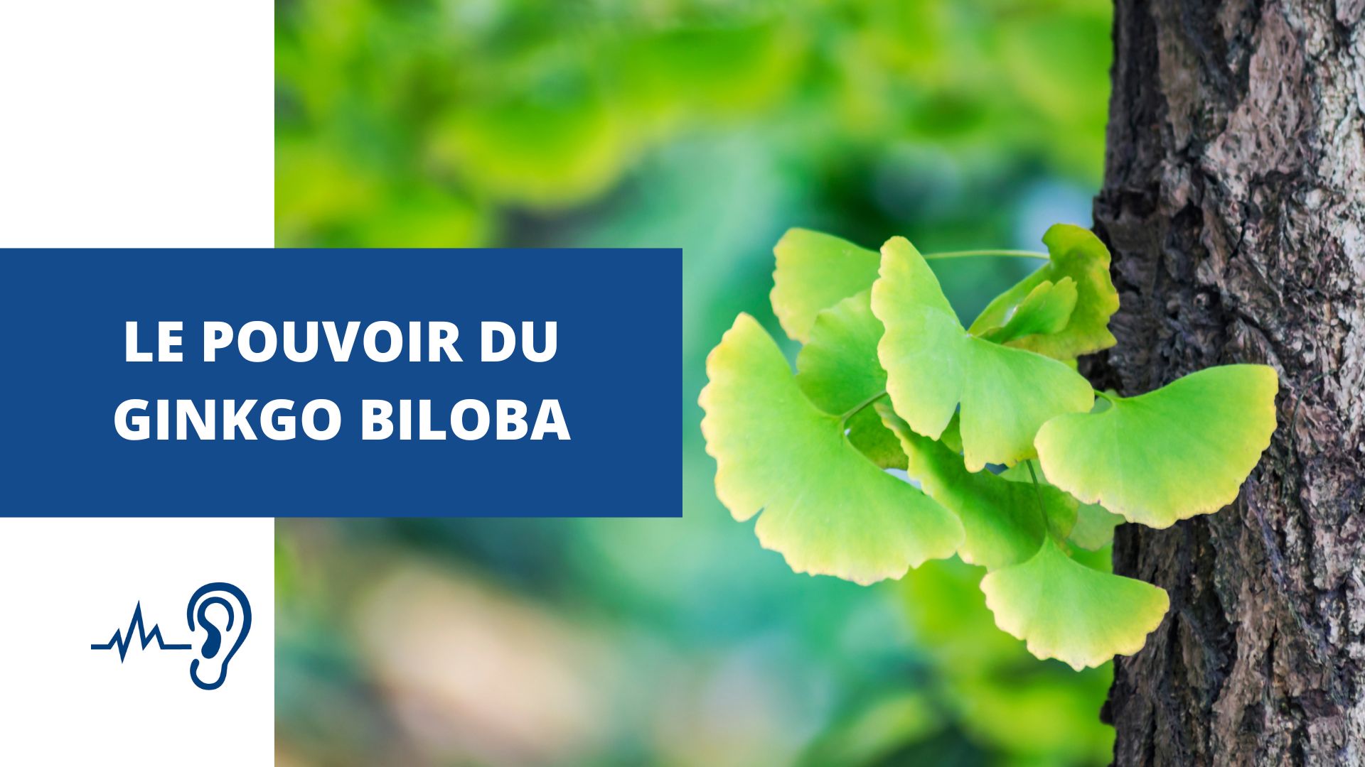 le-pouvoir-du-gingko-biloba